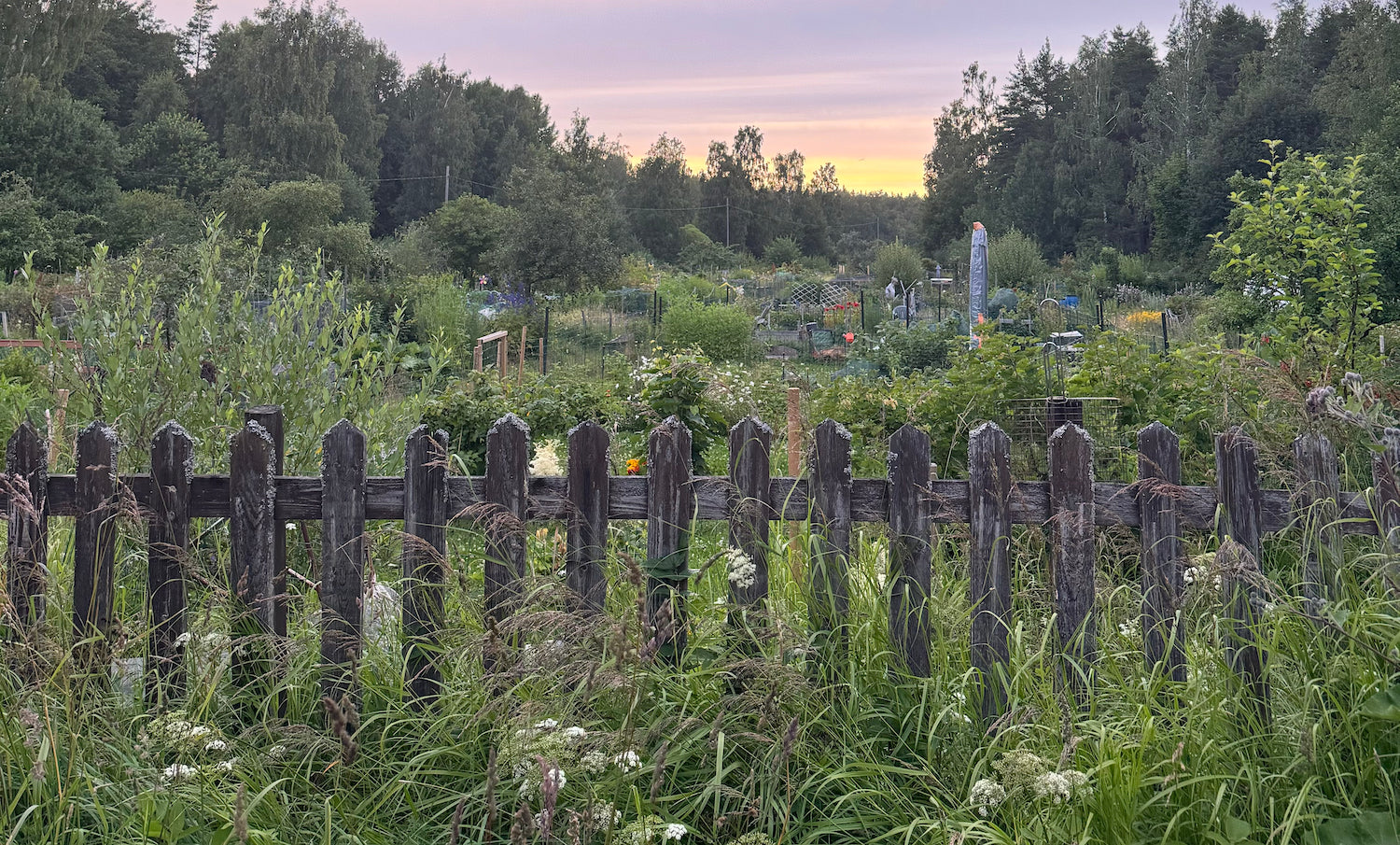 Summer in the Garden